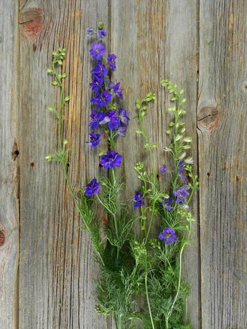 PURPLE LARKSPUR